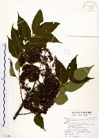 賊仔樹藏品圖，第1張