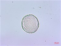 鵲不踏藏品圖，第2張