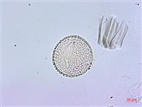 鵲不踏藏品圖，第3張