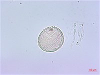 鵲不踏藏品圖，第4張