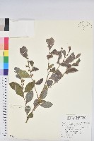 細葉饅頭果藏品圖，第1張