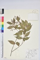 巒大越橘藏品圖，第1張