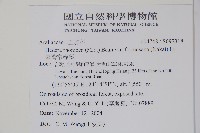 臺灣常春藤藏品圖，第5張