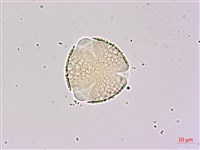 臺灣常春藤藏品圖，第2張