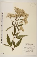 臺灣澤蘭藏品圖，第1張