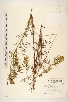 印加孔雀草藏品圖，第1張