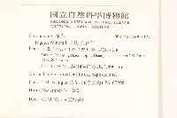 印加孔雀草藏品圖，第2張