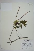 細梗絡石藏品圖，第1張