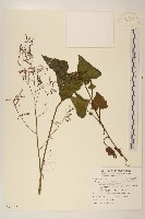 山苦藚、假福王草藏品圖，第1張