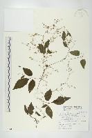 絞股藍藏品圖，第1張