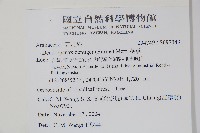 臺灣樹參藏品圖，第2張