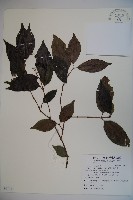 玉山糯米樹、狹葉糯米樹藏品圖，第1張