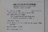 玉山糯米樹、狹葉糯米樹藏品圖，第2張