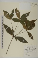 草珊瑚、紅果金粟蘭藏品圖，第1張