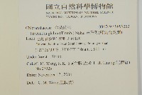 草珊瑚、紅果金粟蘭藏品圖，第2張