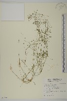 大瓜槌草藏品圖，第1張