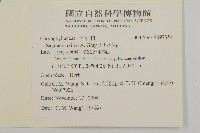 大瓜槌草藏品圖，第2張