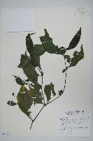 腺萼馬藍藏品圖，第1張