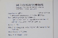 腺萼馬藍藏品圖，第2張