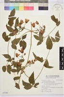 小木通藏品圖，第1張