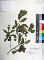 柘樹藏品圖，第1張