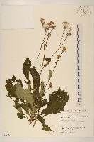 黃花三七草藏品圖，第1張