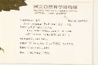 黃花三七草藏品圖，第2張