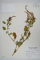 野莧菜藏品圖，第1張