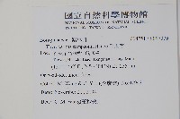 盾果草藏品圖，第2張