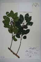 鐵冬青藏品圖，第1張