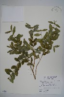 琉球黃楊藏品圖，第1張