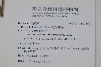 琉球黃楊藏品圖，第2張