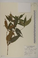 草珊瑚、紅果金粟蘭藏品圖，第1張