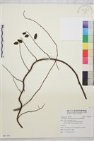 臺灣黃鱔藤藏品圖，第1張