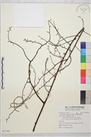 臺灣黃鱔藤藏品圖，第1張