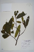 瓜馥木藏品圖，第1張