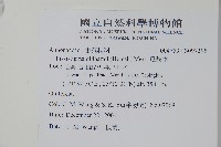 瓜馥木藏品圖，第2張