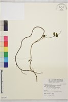 臺灣黃鱔藤藏品圖，第1張