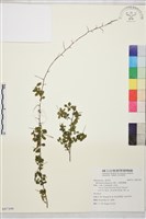 小葉黃鱔藤藏品圖，第1張