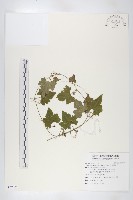 黑果馬交兒藏品圖，第1張