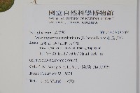 細纍子草藏品圖，第2張