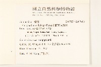 直莖鼠麴草藏品圖，第2張