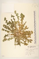 臺灣蒲公英藏品圖，第1張