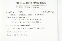 臭濱芥、臭薺藏品圖，第2張