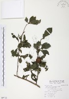 對面花藏品圖，第1張