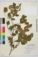 馬甲子藏品圖，第2張