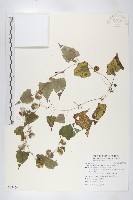 黑果馬交兒藏品圖，第1張