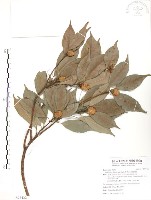 豬腳楠藏品圖，第1張