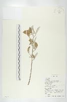 登錄號:S097437藏品圖，第1張