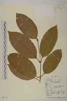 訶梨勒、訶子藏品圖，第1張